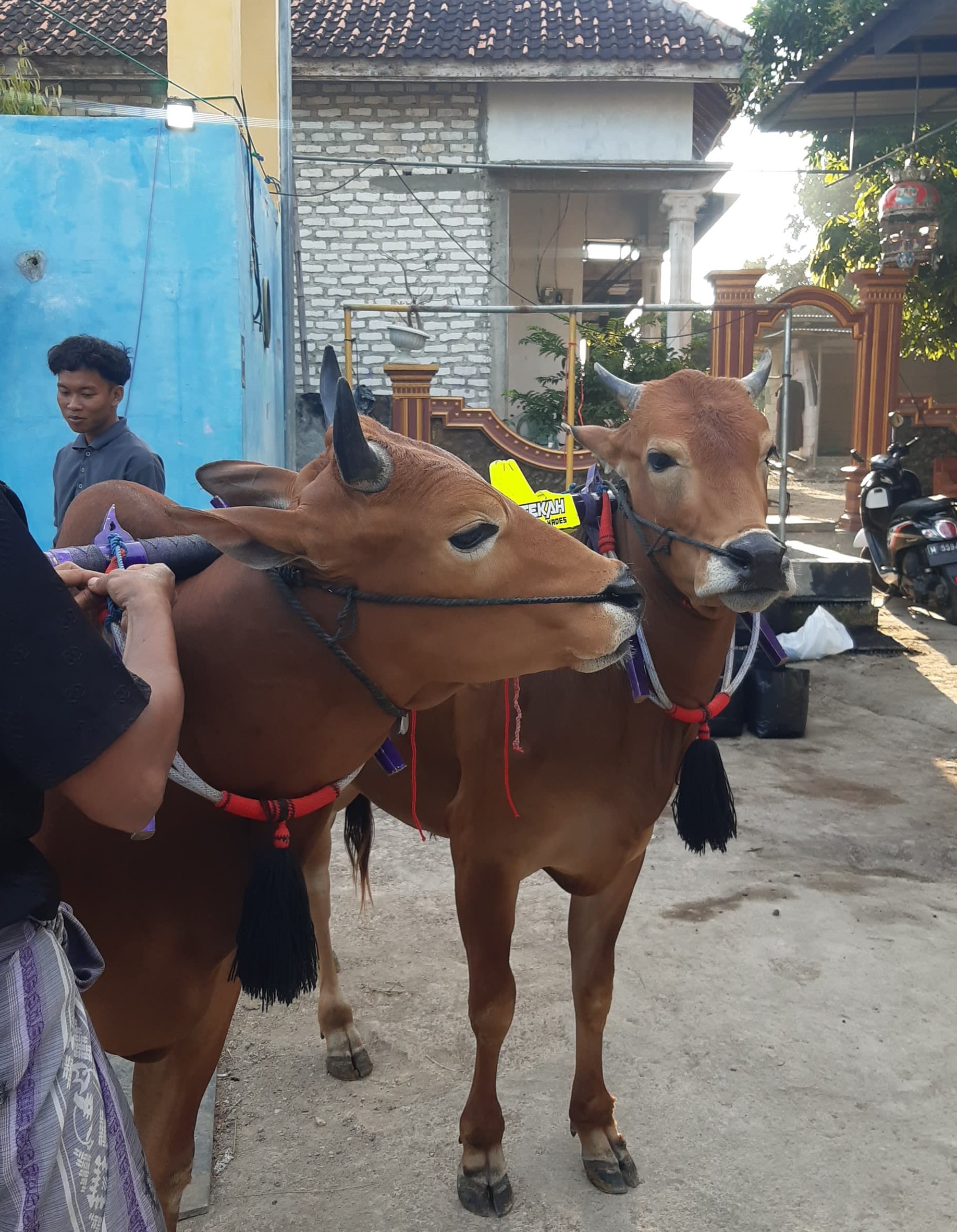 Peternakan Milik Masyarakat